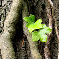 Natuur & Kruiden